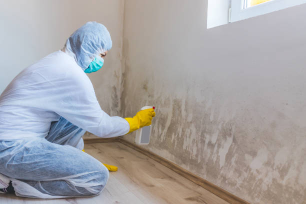 Licensed Basement Mold Remediation service in West Chester, PA - WQB Mold Removal
