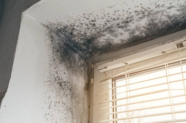 Affordable Basement Mold Remediation solutions in West Chester, PA